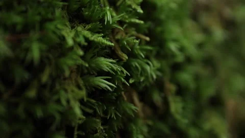 Macro view of moss on a rock. Stock Footage 148124259