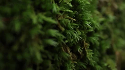Macro view of moss on a rock. Stock Footage 148124295