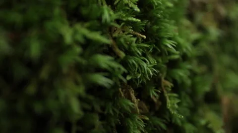 Macro view of moss on a rock. Stock Footage 148124461