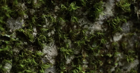 Macro view of moss on a rock. Stock Footage 148125359