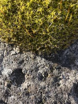 Macro View of Moss on Rocky Surface in Light Stock Photos