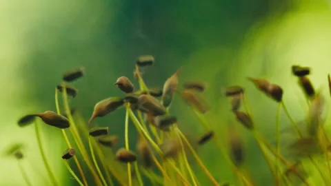 Macro view of moss spores moving in breeze in forest. Stock Footage 337689322