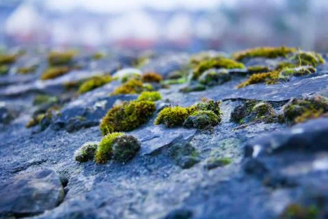 Macro view of moss on a stone wall Stock Photos