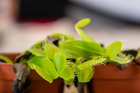 Macro view of the mouths of a Venus Flytrap plant (Dionaea Muscipula) Foto stock