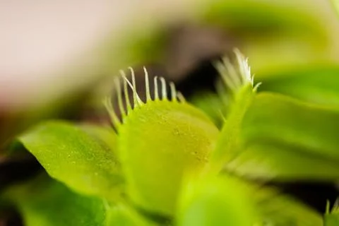 Macro view of the mouths of a Venus Flytrap plant (Dionaea Muscipula) 库存照片