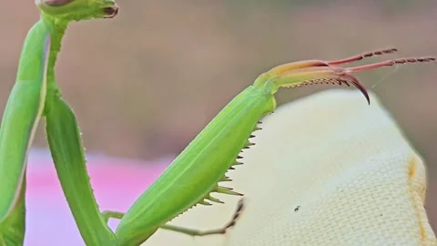Macro View Moving Along Praying Mantis to Head Video stock 344010279