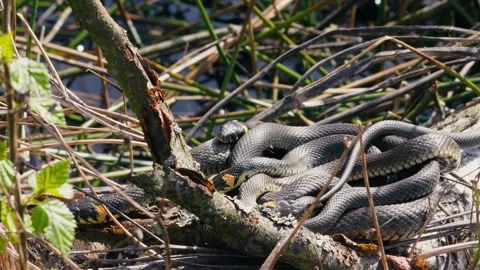 Macro View of Natrix Natrix in Spring Sun Stock Footage 316302619