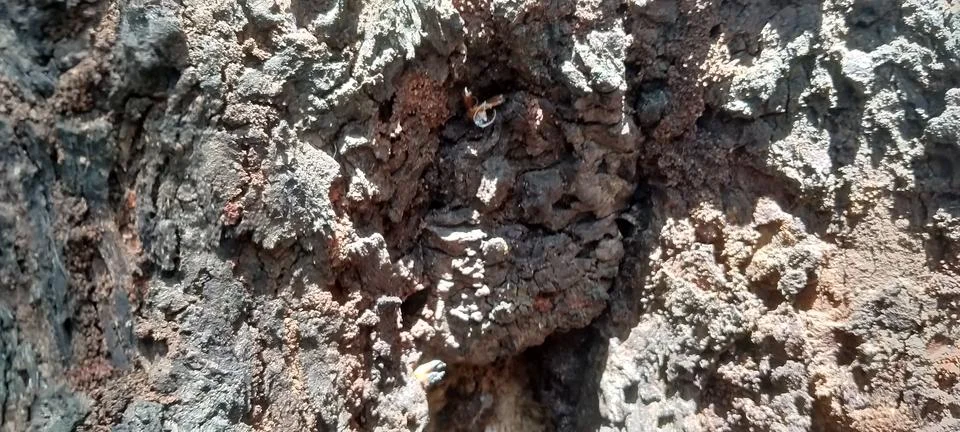 Macro View of Natural Bark Patterns on an Indonesian Petai Tree Stock Photos