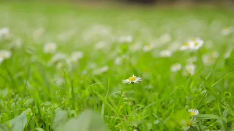 Macro view of nature Stock Footage 72642198