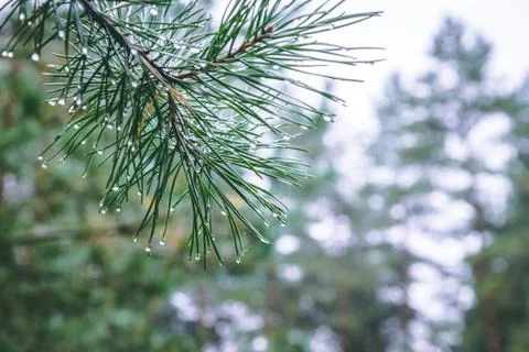 Macro view of needles of pine branches with a ramshackle background. Stock Photos