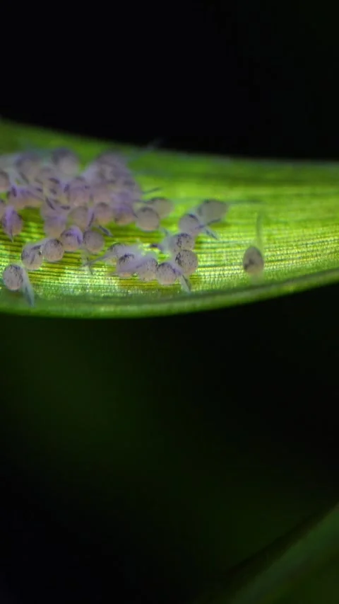 Macro view of newborn fry emerging from a clutch of eggs laid on a green aquatic Stock Footage 331522644