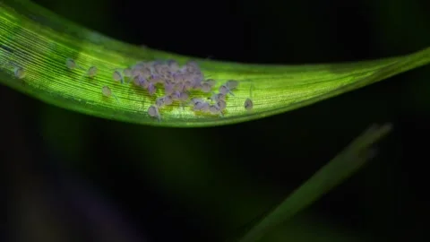 Macro view of newborn fry emerging from a clutch of eggs laid on a green aquatic Vídeos de archivo 331794343