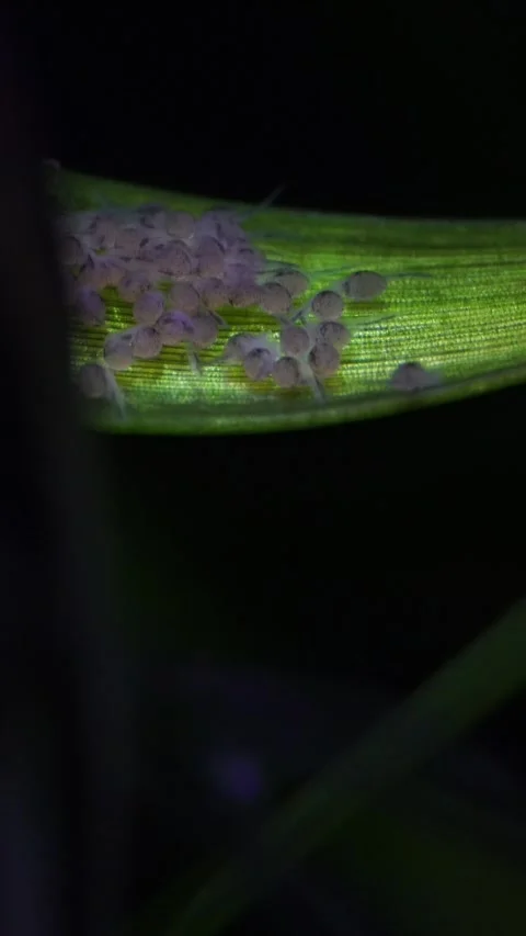 Macro view of newborn fry emerging from a clutch of eggs laid on a green aquatic Vídeos de archivo 332002097