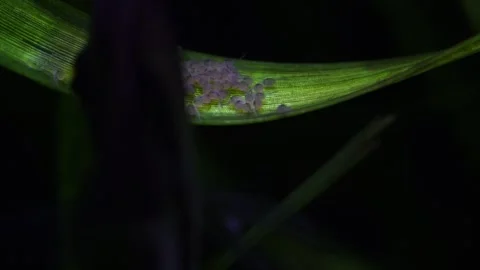 Macro view of newborn fry emerging from a clutch of eggs laid on a green aquatic Stock Footage 332002118