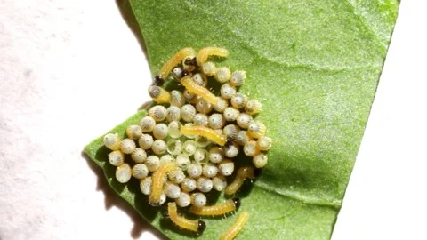 Macro View of Newly Hatched Pieris Brassicae Caterpillars on a Green Leaf w.. Stock Footage 321290854