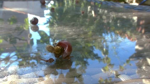 Macro view of one bee eating grape on the glass table, fly away at the end. 库存影片 96001210