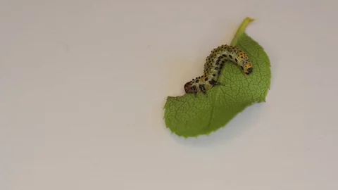 Macro view of one caterpillar eating green leaf. Stock Footage 96326026