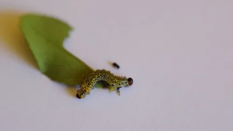 Macro view of one caterpillar eating green leaf. 库存影片 96326089