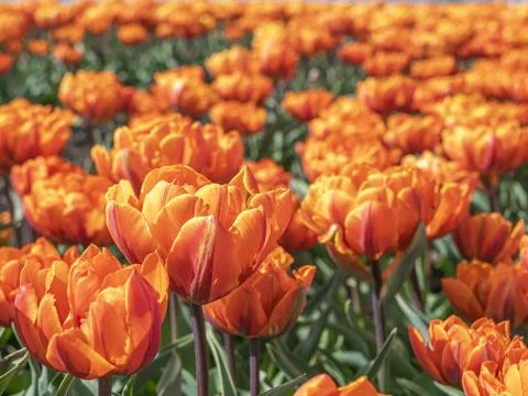 Macro view of orange double tulips growing in a sunny field during the Dutc.. Photos