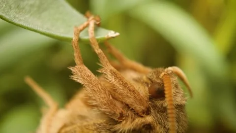 Macro view of orange swift moth (Triodia sylvina) perched on green vegetation Stock Footage 336797628
