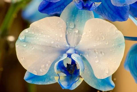 Macro view of the Orchid. Stock Photos