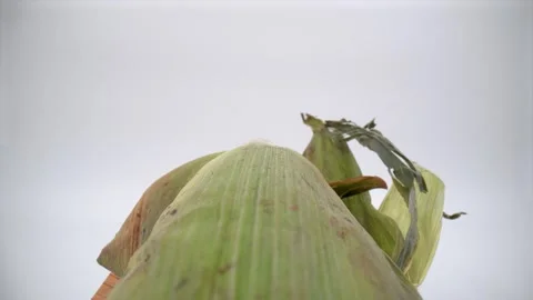 Macro view of outer sheath corn cob isolated Video stock 325806167