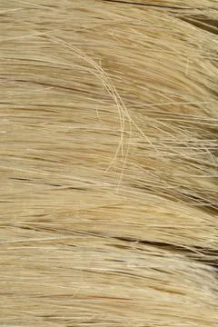 Macro view of paint brush bristles Stock Photos