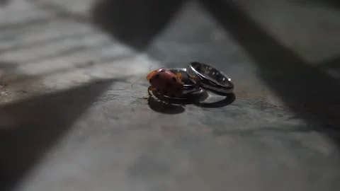 Macro View of Pair of Gold Wedding Bands and Engagement Ring Stock Footage 341006386