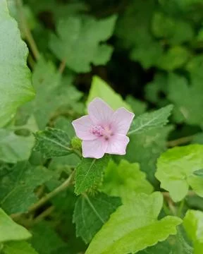 Macro view of a pale pink Caesarweed flower and its prominent stamen structure Stock Photos