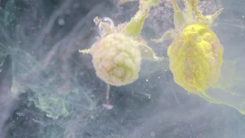 Macro view of pale yellow green blackberry buds suspended in translucent liquid 動画素材 339768435