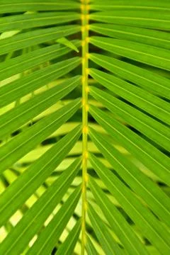Macro view of palm leaves. Stock Photos