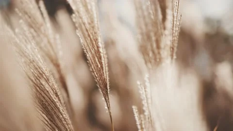 Macro view of panning through tall wheat grass in the fall Stock Footage 231248440