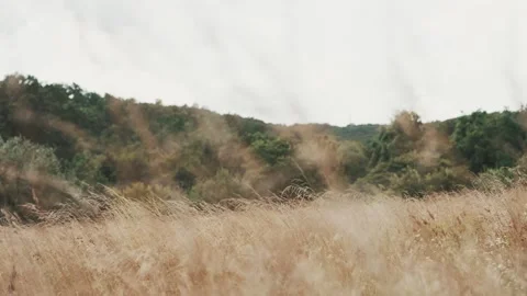 Macro view panning through tall wheat grass in the summer with trees in the back Stock Footage 315138436