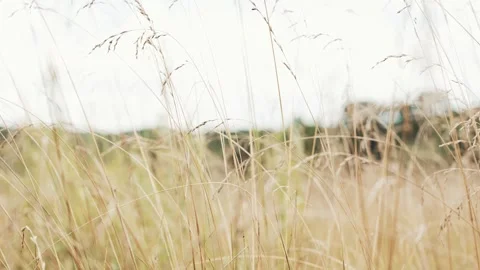Macro view panning through tall wheat grass in the summer with trees in the back Stock Footage 315186918