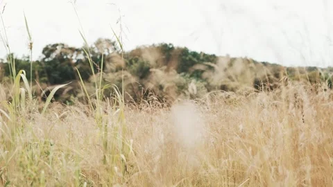 Macro view panning through tall wheat grass in the summer with trees in the back Stock Footage 315186920