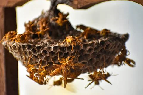 Macro view of paper wasps building and guarding a honeycomb structure Stock Photos