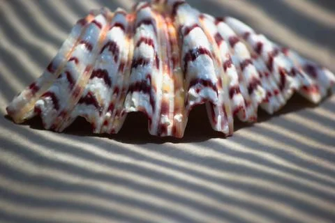 Macro view of patterned tridacna seashell on sand with geometric palm shadow Stockfoto's