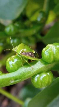 Macro view of an pentatomoidea Stock Photos