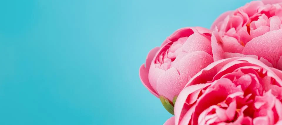 Macro View of Peonies on Blue Fotos de archivo