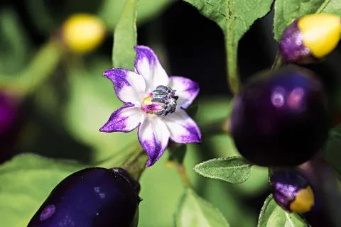 Macro view of a pepper blossom in spring Stock Photos