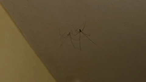 Macro view of Pholcus phalangioides spider with its shadow 動画素材 231544984