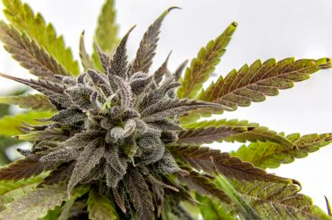 Macro View Stock Photos