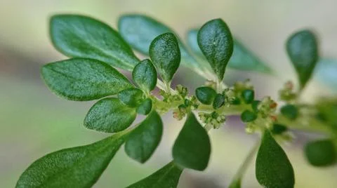 Macro view of pilea microphylla Stock Photos