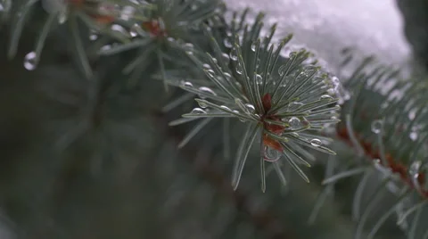 Macro view of pine branch in snow Stock Footage 61438058