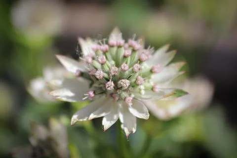 Macro view of pink and white masterwort flowers Stock Photos