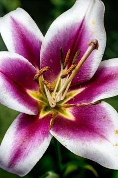 Macro view of pink and white lily flower center Stock Photos