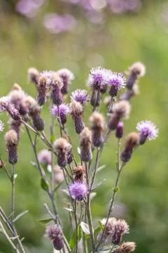 Macro view of a pink field thistle growing wild in the Carpathians, showing s Stock Photos