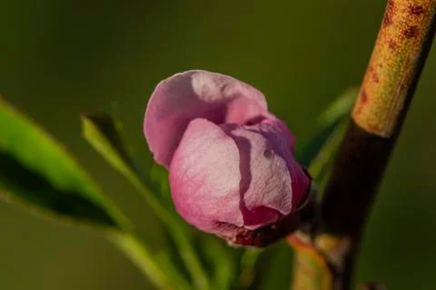 Macro view of pink nectarine bloom in color sunny spring day Stock Photos