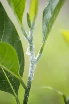 Macro view of plant stem affected by mealybugs Stock Photos