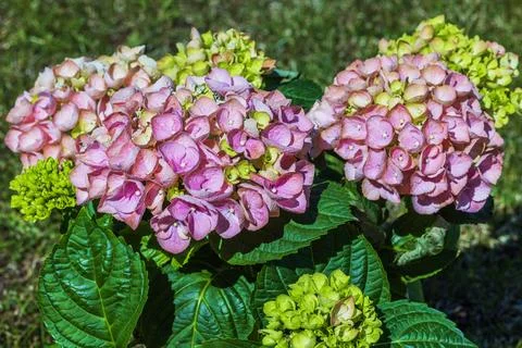 Macro view of planted pink hydrangea flowers on garden plot. Stockfoto's
